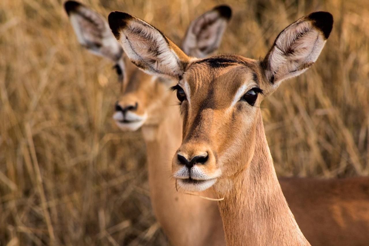 Bass Lake Country Lodge Pretoria-Noord Eksteriør bilde