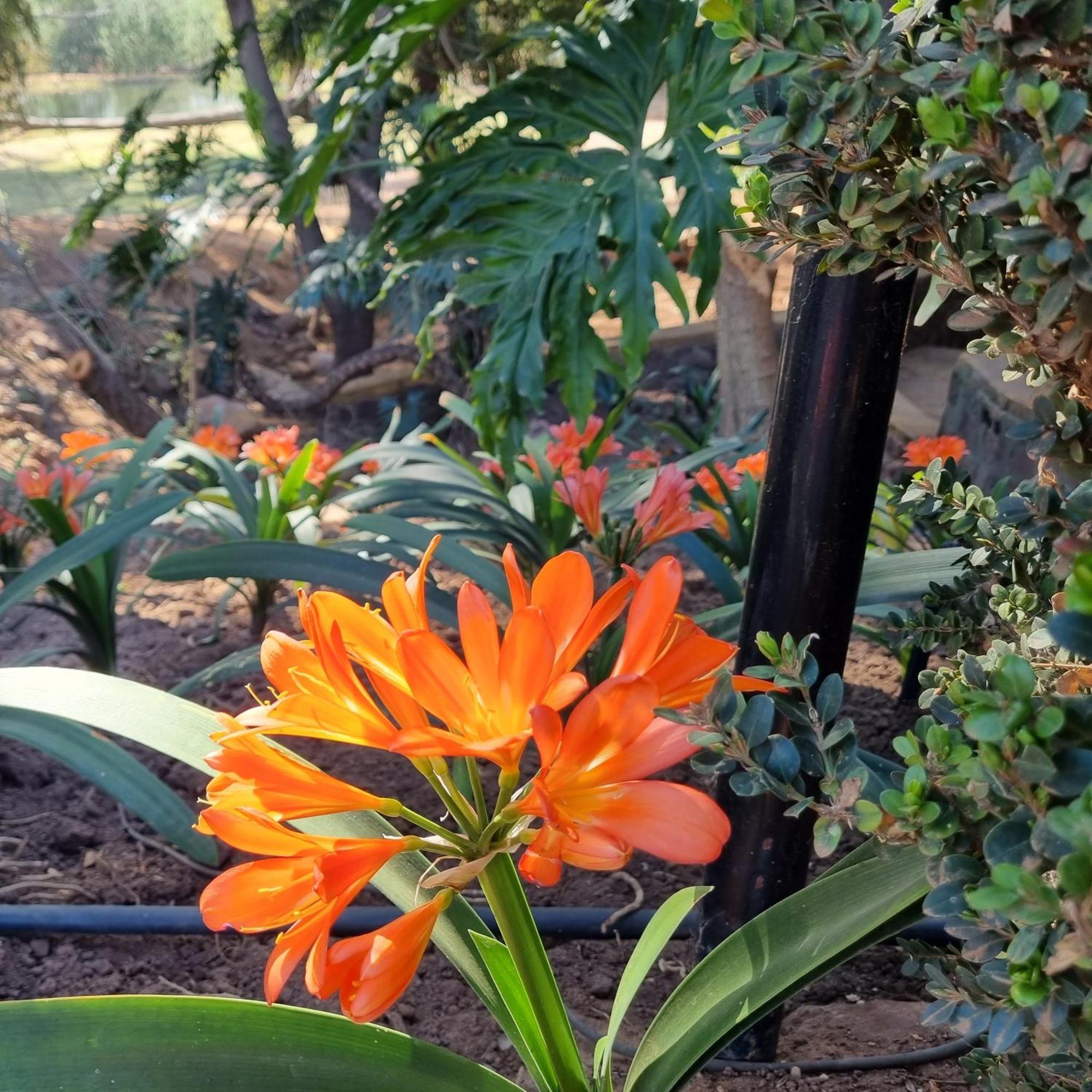 Bass Lake Country Lodge Pretoria-Noord Eksteriør bilde